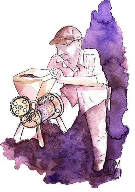 Cascara - Coffee Cherry Tea
