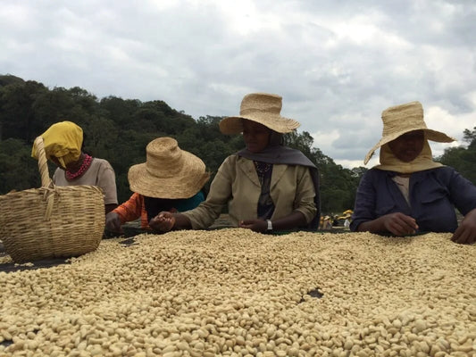 Ethiopia Limu Grade 2 Washed (Green)