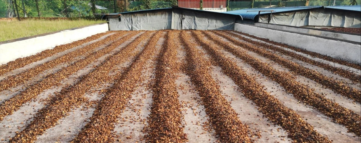 Liberica - Super Rare Single Origin (100g Whole Bean)