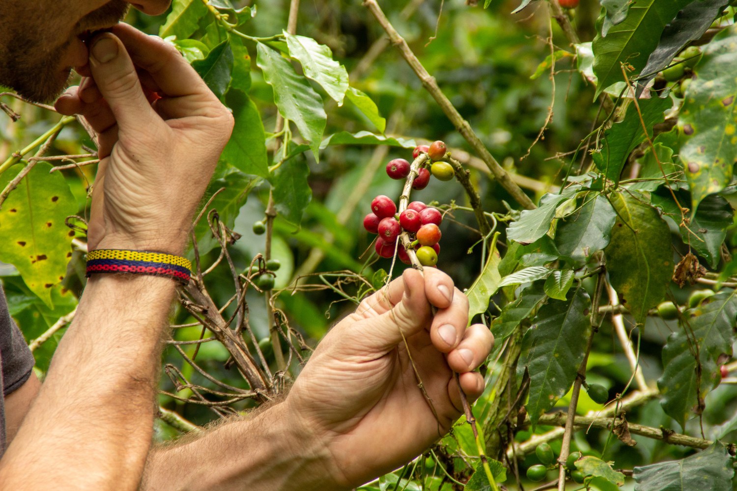 Hands picking coffee cherries in the Colombia Project archive